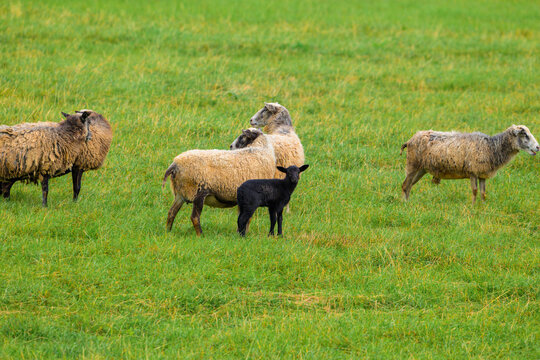 Sheep graze in vibrant green pasture. One black lamb stands near woolly adults. Field offers soft grass and gentle light. Animals relax, unbothered by distant camera