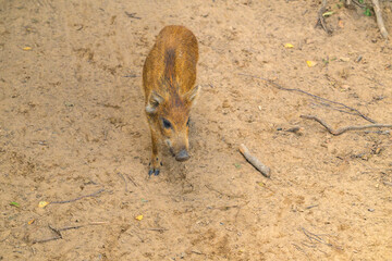 Young wild boar walks through sandy terrain. Small ears and dark eyes are visible. Brown fur contrasts with light-colored ground. Natural setting includes scattered twigs and leaves