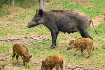 Wild boar with young piglets foraging in grassy field © vefimov