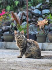 cat on the fence © AIrfan
