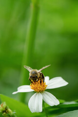 Environmental conservation and natural pollination concept showing honeybee on wild bloom © hcarbuccia