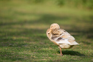 A charming light brown Indian runner duck stands on one leg in a lush green field, preening its feathers under the warm sunlight. A serene and peaceful scene of wildlife. © erwin