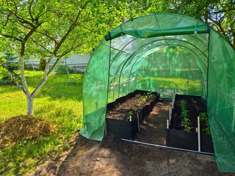 Green polytunnel greenhouse with raised garden beds in sunny backyard