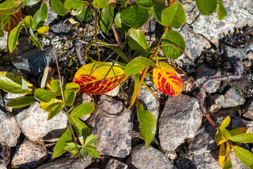 Autumn yellow and red leaves of Salix arctica arctic willow close up, wild polar tree plant growing on stones near Provideniya Bay airport area, Beringia wilderness, Chukotka, Russia © prambuwesas