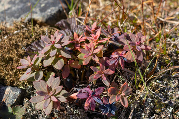 Autumn red leaves of Rhodiola rosea golden root close up, wild arctic medicinal plant blooming in tundra near Provideniya Bay airport area, Beringia national park, Chukotka, Russia © prambuwesas