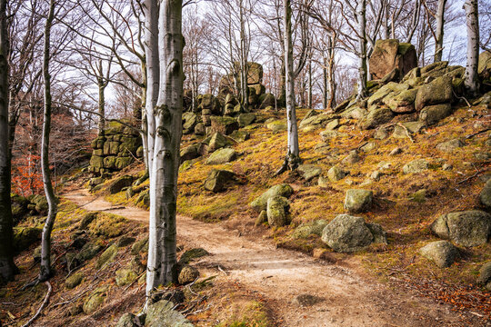 A path winds through a beech forest in the Jizera mountains near Oresnik rock. Autumn leaves cover the ground, and rocks line the trail as hikers enjoy the scenery.