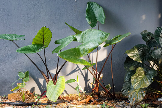 Tropical Elephant Ear Plants By Wall
