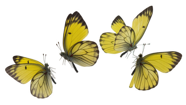 Four yellow butterflies with black markings, isolated on transparent background