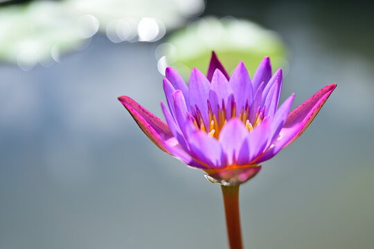 睡蓮のお花