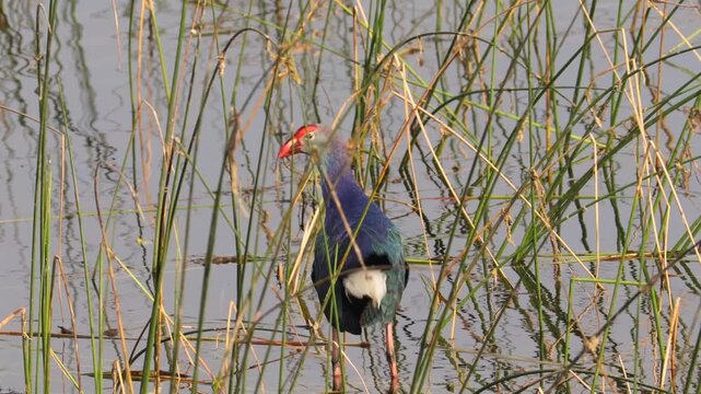 Grey-headed Swamphen Bird Wading Through Tall Reeds in Natural Wetland Habitat. Purple Swamphen Waterbird Foraging in Swamp Reedbed and Aquatic Vegetation. Wild Grey-headed Swamphen Exotic Marsh Bird.