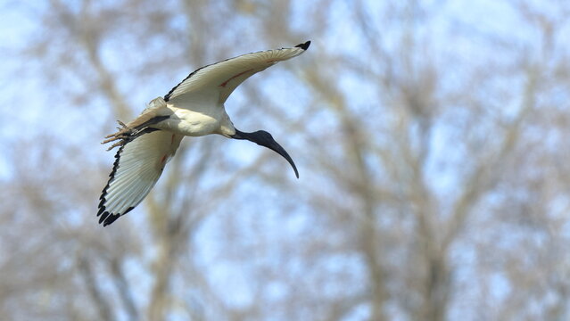 volo