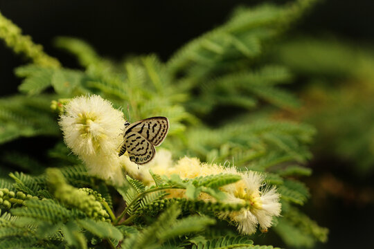 Striped Pierrot butterfly resting on a fluffy Acacia flower. Tiny patterned butterfly sipping nectar on a wild blossom in nature, close up Striped Pierrot (Tarucus nara) with a soft bokeh background