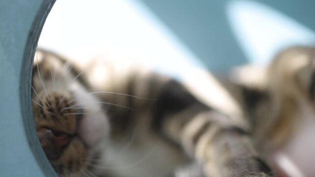 Domestic tabby cat relaxing peacefully inside cozy Chilean home during daylight Chile