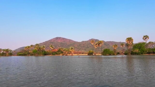 Hippopotamuses rest in the Shire River with palm trees and mountains in the background in Malawi Africa.