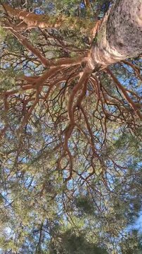 Low angle view from base of mature pine reveals tall textured trunk, twisting reddish brown branches, dense needle clusters, layered canopy, and bright daylight sky with calm natural woodland