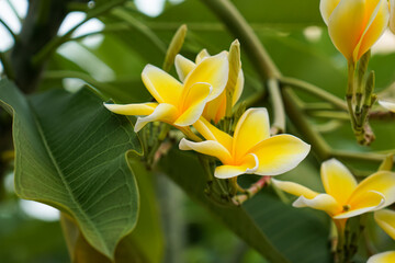 Yellow Plumeria Flowers In Tropical Garden © JedRT