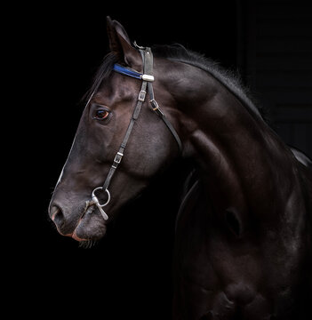 Horse. Portrait. The head of a black horse. Close-up. A thoroughbred horse of the Oryol Trotter breed. Harness racing. Trotting horse race. Side view. Black background