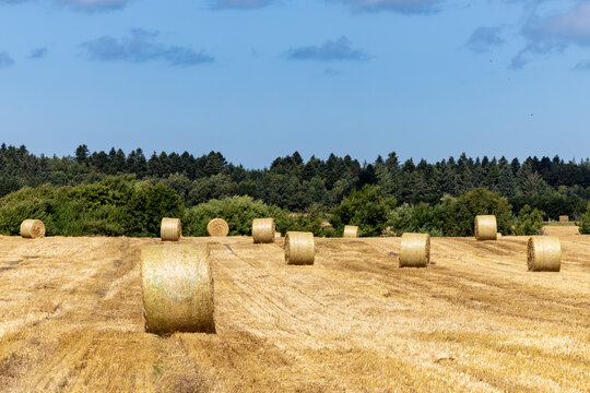 Tornby Bjerg, Denmark  A pastoral farming landscape with hay bales in summer.
