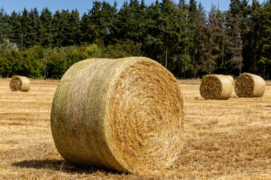 Tornby Bjerg, Denmark  A pastoral farming landscape with hay bales in summer.