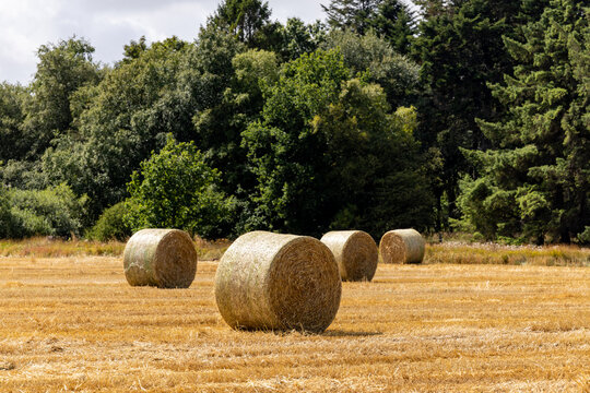 Tornby Bjerg, Denmark  A pastoral farming landscape with hay bales in summer.