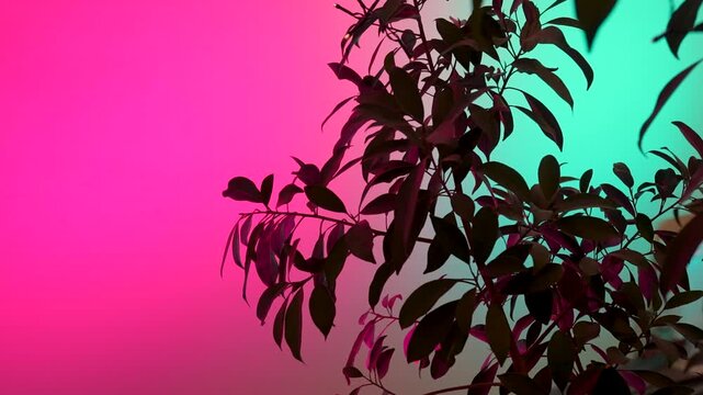 Green leaves of a plant gradually shift in focus against a vibrant pink and teal gradient background, showcasing the interplay of light and shadow in a visually striking composition