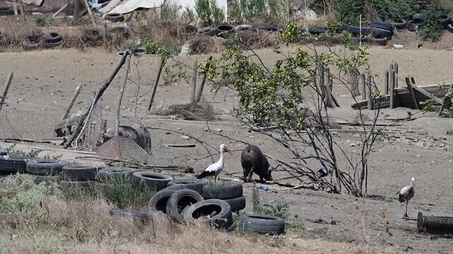 A slow zoom-in on a run-down farm enclosure where pigs and white storks forage together on muddy ground among scattered tires and dilapidated structures.