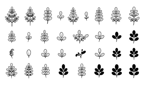 Moringa Leaf Botanical Black Outline and Silhouette Vector Icon Set