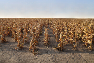 drought close up Agricultural dried corn plantation drought  concept of drought and climate impact on agriculture Severe drought and crop failure concept dry parched earth in a dead agricultural field © Maxim Chuev