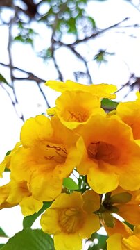 Vibrant yellow elder (Tecoma stans) flowers blooming in the sun. Beautiful trumpet-shaped blossoms, lush green leaves, tropical nature, gardening, floral beauty, bright spring garden atmosphere.