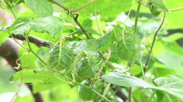 Macro shot of green Rambusa fruit. Rambusa is often referred to as a small passion fruit or by the scientific name Passiflora foetida