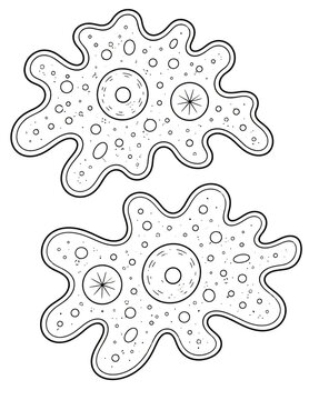 Amoeba proteus pair microbiology line art cell illustration
