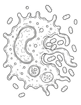 Amoeba cell with nucleus line art microbiology illustration