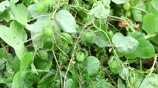 Macro shot of green Rambusa fruit. Rambusa is often referred to as a small passion fruit or by the scientific name Passiflora foetida