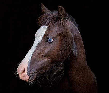 Horse. Welsh pony. Portrait, head. Close-up. Heterochromia horse. Equestrian sports. little horse. Black background