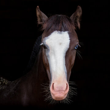 Horse. Welsh pony. Portrait, head. Close-up. Heterochromia horse. Equestrian sports. little horse. Black background