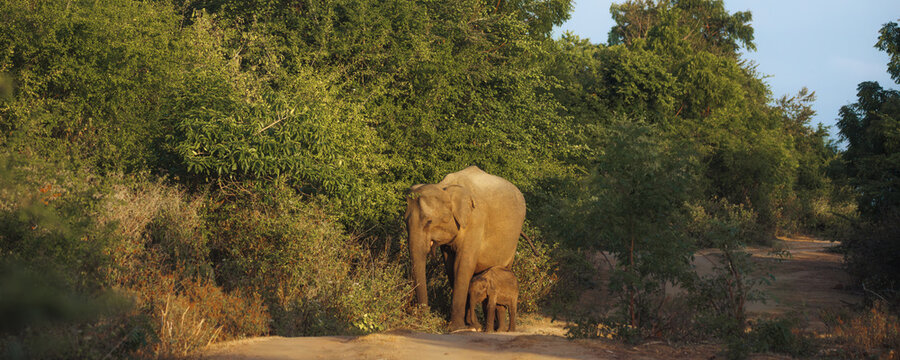 Elephant And Calf Grazing In Lush Greenery At Udawalawe National Park