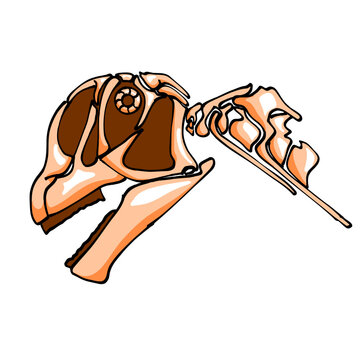 Camarasaurus