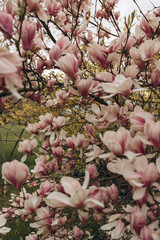 Pink magnolia flowers blooming on branches in spring © Daria Сhu