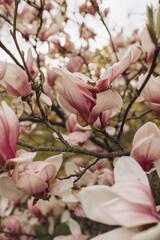 Pink magnolia flowers blooming on branches in spring © Daria Сhu