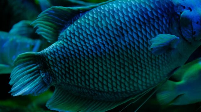 Silver Arowana and Giant Gourami Freshwater Fish Portrait. Silver Arowana and Giant Gourami in a Tropical Aquarium. Two Large Tropical Freshwater Fish Swimming Together.