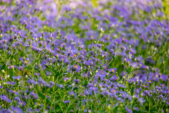 Selective focus of violet blue flowers in the garden, Aster macrophyllus (Twilight) or Eurybia macrophylla, Aster is a genus of perennial flowering plants in the family Asteraceae, Natural background.