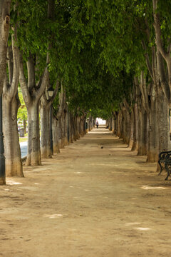 View of a tree-lined path with lush green canopy and sandy ground in Calp, Valencian Community, Spain.