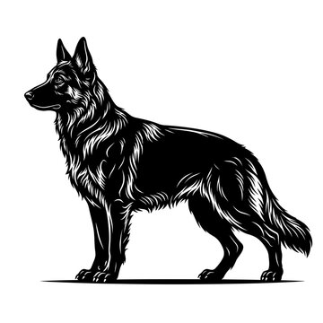 Detailed black and white vector illustration of a german shepherd dog standing alert in profile silhouette style with shepherd illustration silhouette