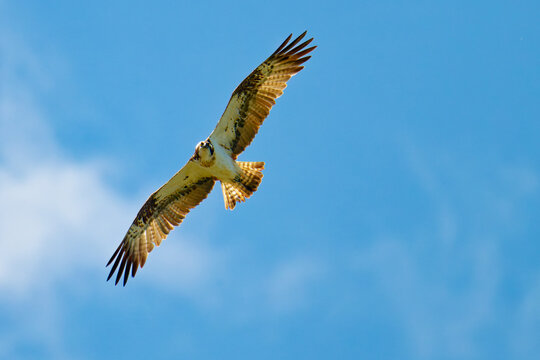 Fischadler im Flug (Pandion haliaetus)