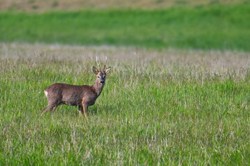 Rehbock auf einer Wiese  © Karin Jähne
