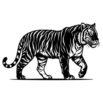 Powerful tiger walking prowling big cat predator black and white vector illustration with predator wildlife illustration isolated powerful engraving