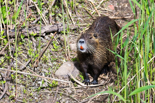 Nutria in Sachsen-Anhalt an der Elbe