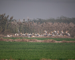 Naklejka premium A Flock of Painted Storks