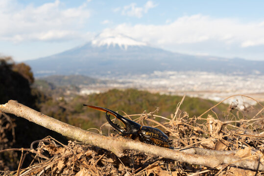 A Hercules beetle on a branch against a scenic, blurred background of Mount Fuji and town in Fujinomiya, Shizuoka, Japan. Horizontal shot.