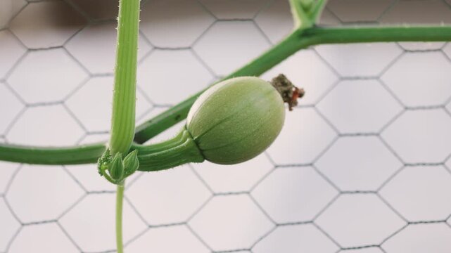 Young Squash Growing on Vine in Garden Slow Zoom In